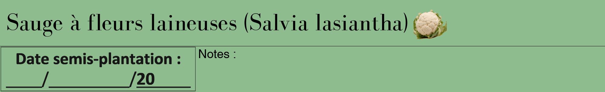 Étiquette de : Salvia lasiantha - format a - style noire13bod avec comestibilité simplifiée