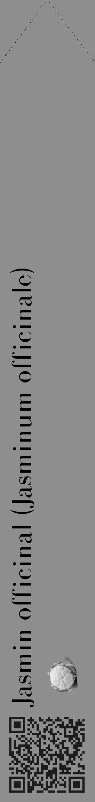 Étiquette de : Jasminum officinale - format c - style noire25_simple_simplebod avec qrcode et comestibilité simplifiée - position verticale