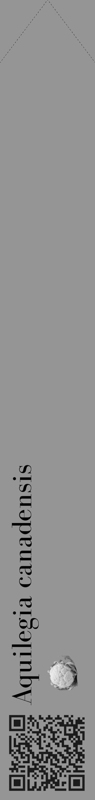 Étiquette de : Aquilegia canadensis - format c - style noire16_simple_simplebod avec qrcode et comestibilité simplifiée - position verticale