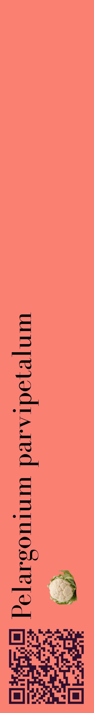 Étiquette de : Pelargonium parvipetalum - format c - style noire38_basiquebod avec qrcode et comestibilité simplifiée