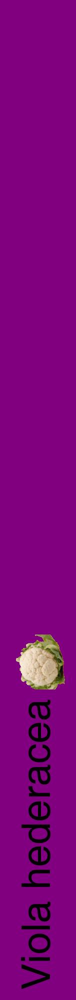 Étiquette de : Viola hederacea - format a - style noire46hel avec comestibilité simplifiée