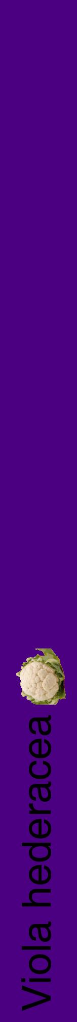Étiquette de : Viola hederacea - format a - style noire47hel avec comestibilité simplifiée