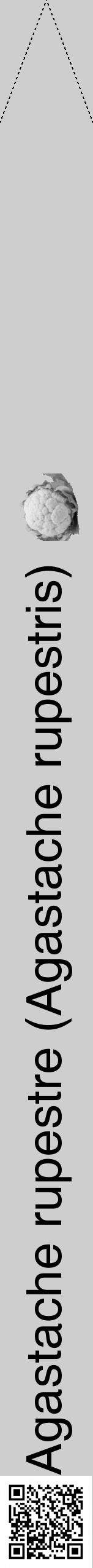 Étiquette de : Agastache rupestris - format b - style noire17hel avec qrcode et comestibilité simplifiée - position verticale