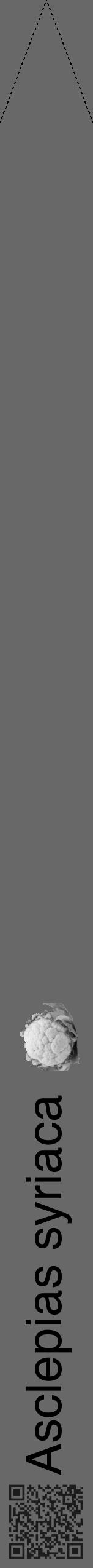 Étiquette de : Asclepias syriaca - format b - style noire43hel avec qrcode et comestibilité simplifiée - position verticale