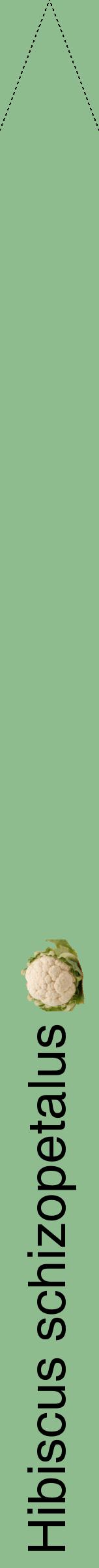 Étiquette de : Hibiscus schizopetalus - format b - style noire13hel avec comestibilité simplifiée