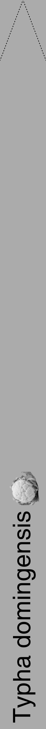 Étiquette de : Typha domingensis - format b - style noire37hel avec comestibilité simplifiée - position verticale
