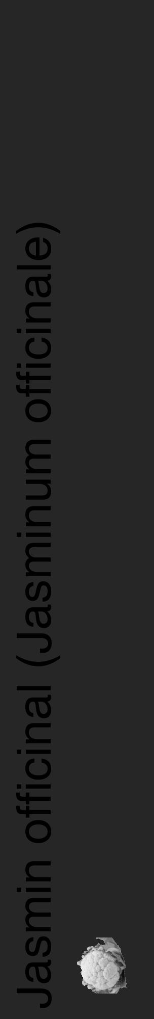 Étiquette de : Jasminum officinale - format c - style noire29_basique_basiquehel avec comestibilité simplifiée - position verticale