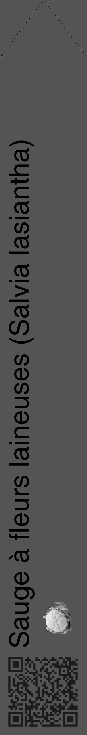 Étiquette de : Salvia lasiantha - format c - style noire36_simple_simplehel avec qrcode et comestibilité simplifiée - position verticale