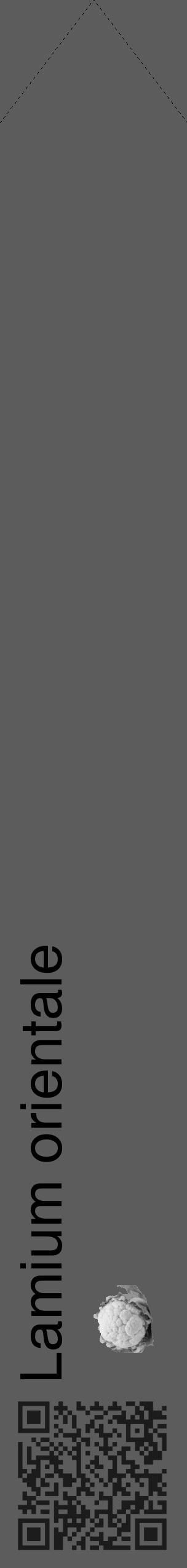 Étiquette de : Lamium orientale - format c - style noire49_simple_simplehel avec qrcode et comestibilité simplifiée - position verticale