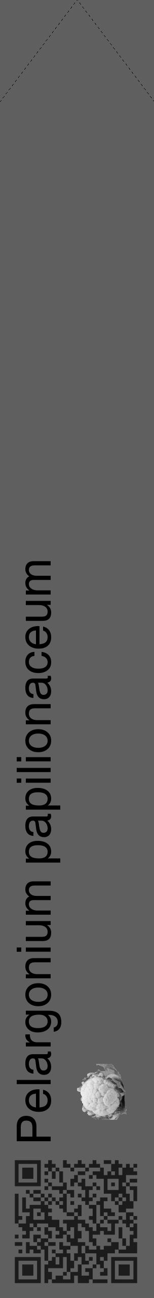 Étiquette de : Pelargonium papilionaceum - format c - style noire10_simple_simplehel avec qrcode et comestibilité simplifiée - position verticale