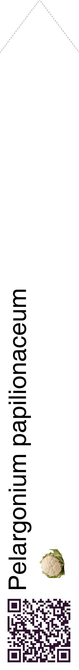 Étiquette de : Pelargonium papilionaceum - format c - style noire60_simplehel avec qrcode et comestibilité simplifiée