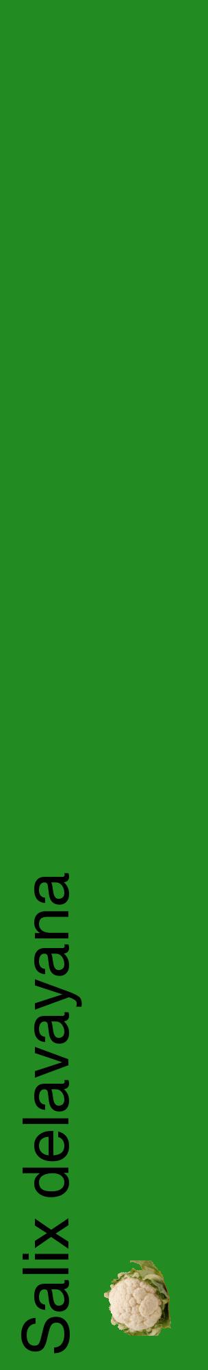 Étiquette de : Salix delavayana - format c - style noire10_basiquehel avec comestibilité simplifiée