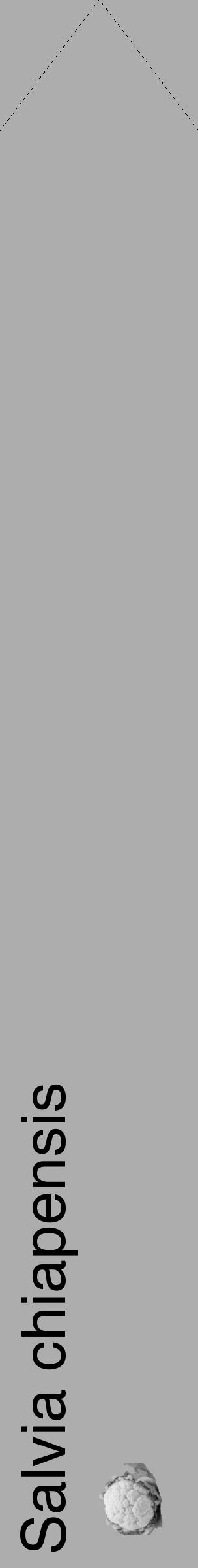 Étiquette de : Salvia chiapensis - format c - style noire22_simple_simplehel avec comestibilité simplifiée - position verticale