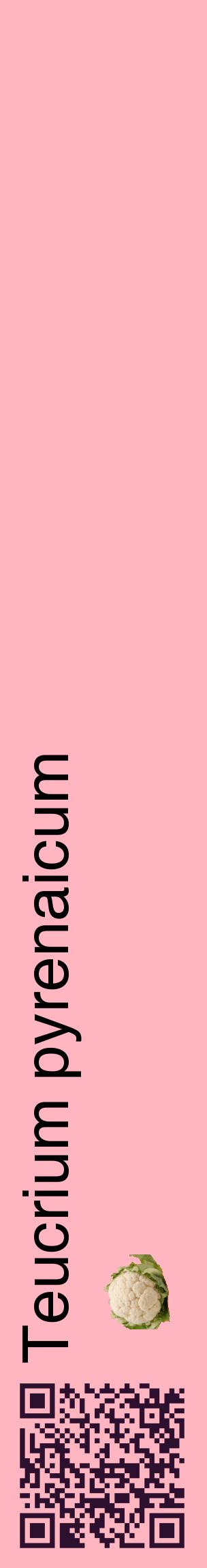 Étiquette de : Teucrium pyrenaicum - format c - style noire41_basique_basiquehel avec qrcode et comestibilité simplifiée - position verticale