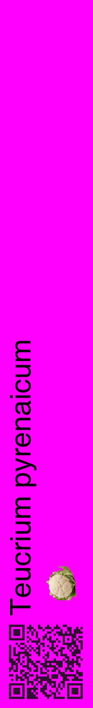 Étiquette de : Teucrium pyrenaicum - format c - style noire51_basiquehel avec qrcode et comestibilité simplifiée