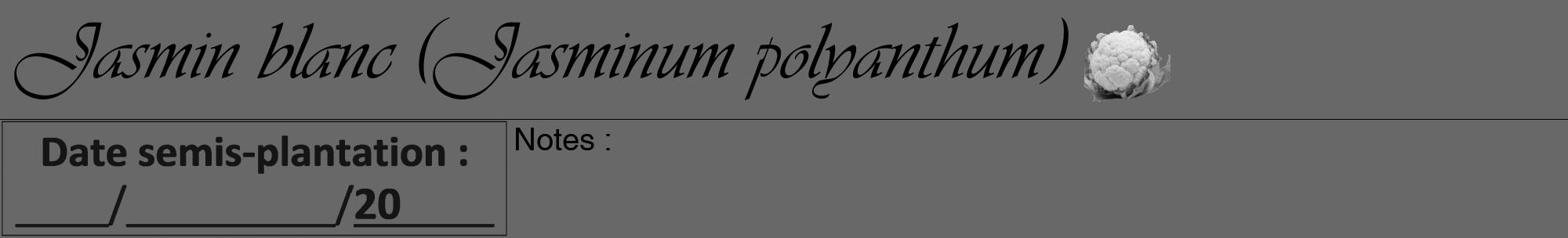 Étiquette de : Jasminum polyanthum - format a - style noire6viv avec comestibilité simplifiée