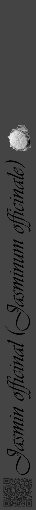 Étiquette de : Jasminum officinale - format a - style noire48simpleviv avec qrcode et comestibilité simplifiée - position verticale