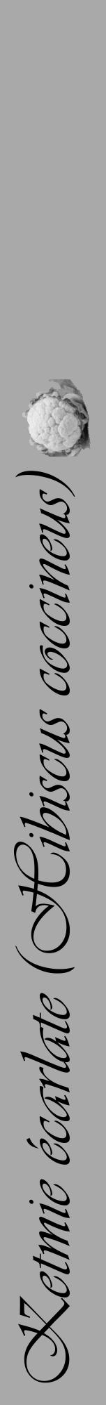 Étiquette de : Hibiscus coccineus - format a - style noire13viv avec comestibilité simplifiée - position verticale