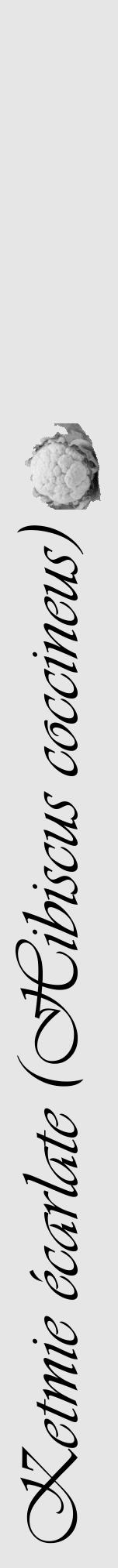 Étiquette de : Hibiscus coccineus - format a - style noire18viv avec comestibilité simplifiée - position verticale