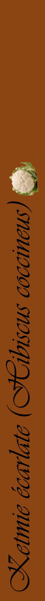 Étiquette de : Hibiscus coccineus - format a - style noire30viv avec comestibilité simplifiée