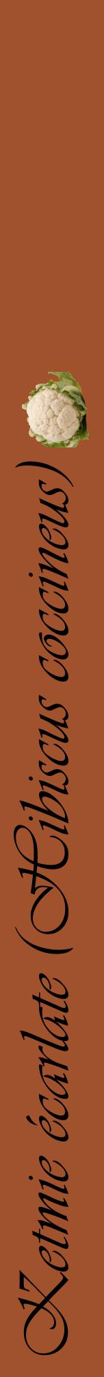 Étiquette de : Hibiscus coccineus - format a - style noire32viv avec comestibilité simplifiée