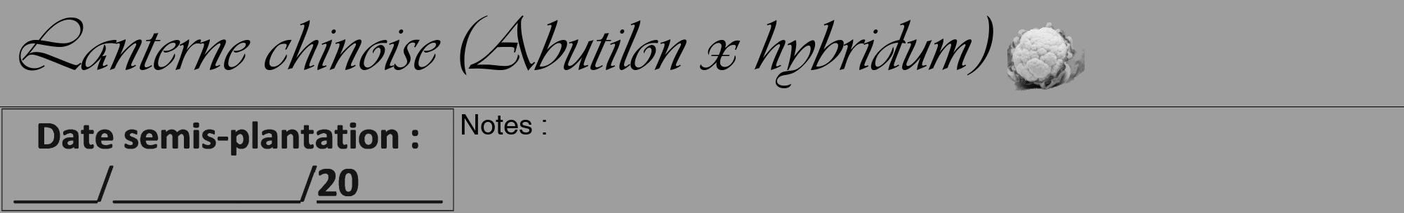 Étiquette de : Abutilon x hybridum - format a - style noire23viv avec comestibilité simplifiée