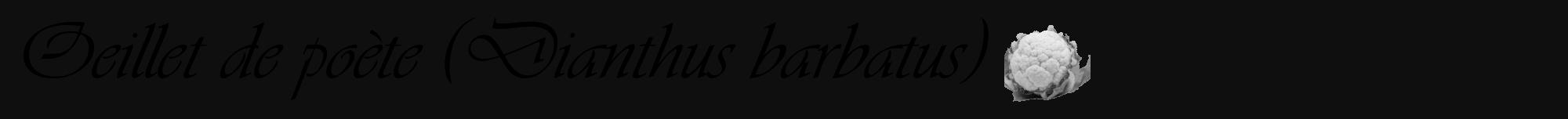 Étiquette de : Dianthus barbatus - format a - style noire7viv avec comestibilité simplifiée