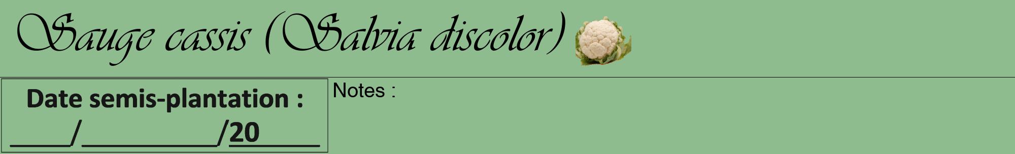 Étiquette de : Salvia discolor - format a - style noire13viv avec comestibilité simplifiée