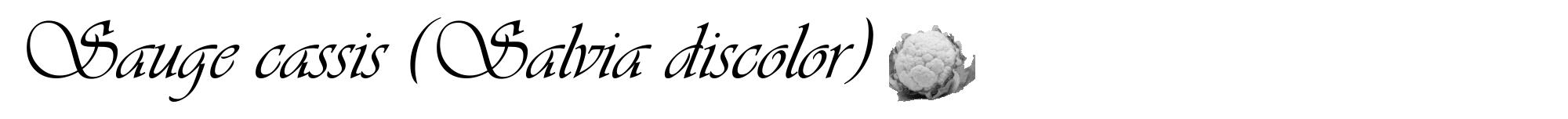 Étiquette de : Salvia discolor - format a - style noire60viv avec comestibilité simplifiée