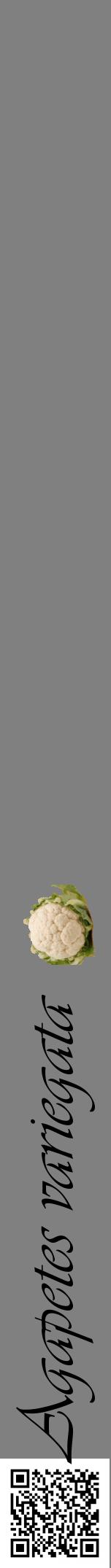 Étiquette de : Agapetes variegata - format a - style noire57basiqueviv avec qrcode et comestibilité simplifiée - position verticale