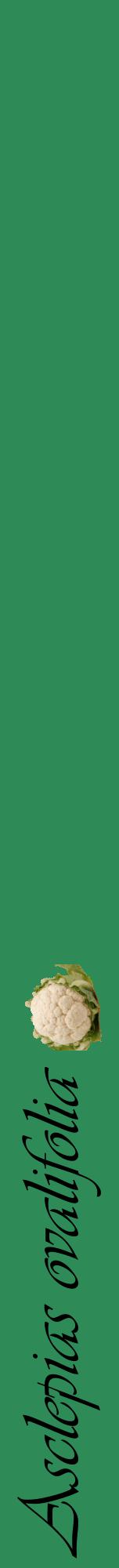 Étiquette de : Asclepias ovalifolia - format a - style noire11viv avec comestibilité simplifiée