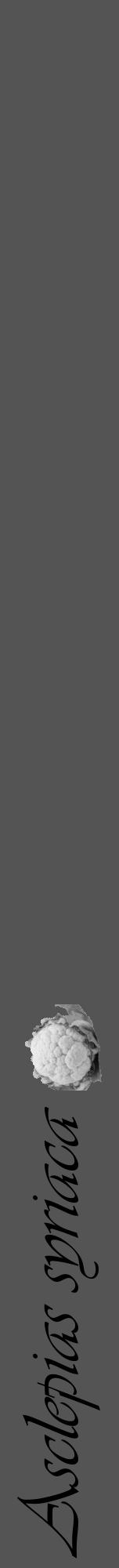 Étiquette de : Asclepias syriaca - format a - style noire36viv avec comestibilité simplifiée - position verticale