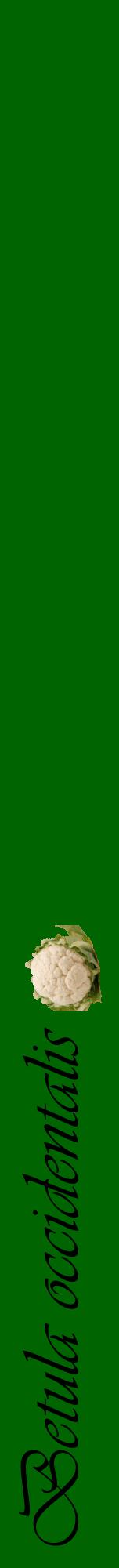 Étiquette de : Betula occidentalis - format a - style noire8viv avec comestibilité simplifiée