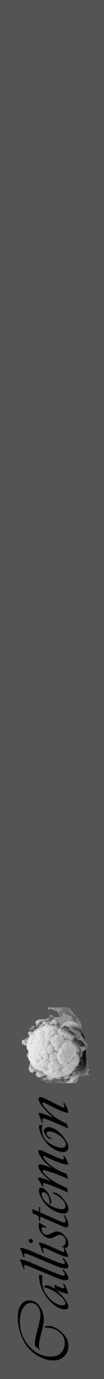Étiquette de : Callistemon - format a - style noire36viv avec comestibilité simplifiée - position verticale