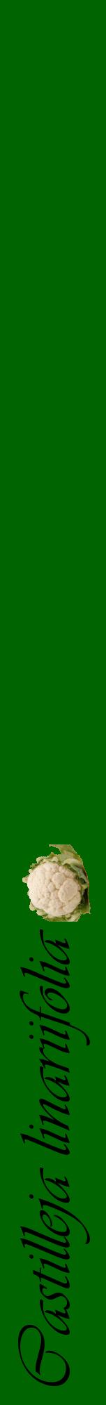 Étiquette de : Castilleja linariifolia - format a - style noire8viv avec comestibilité simplifiée