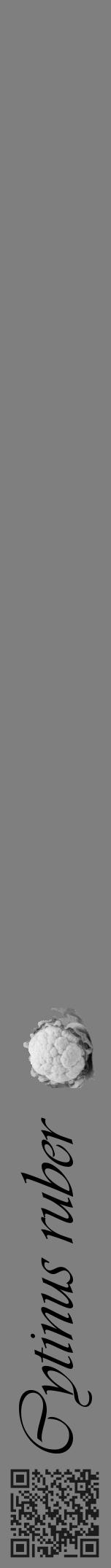 Étiquette de : Cytinus ruber - format a - style noire31viv avec qrcode et comestibilité simplifiée - position verticale