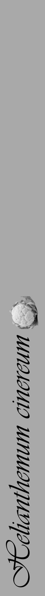 Étiquette de : Helianthemum cinereum - format a - style noire13viv avec comestibilité simplifiée - position verticale