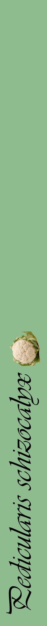 Étiquette de : Pedicularis schizocalyx - format a - style noire13viv avec comestibilité simplifiée
