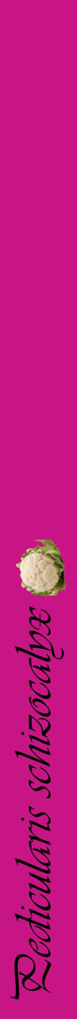 Étiquette de : Pedicularis schizocalyx - format a - style noire45viv avec comestibilité simplifiée