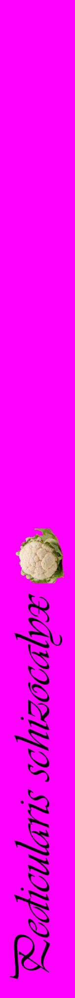 Étiquette de : Pedicularis schizocalyx - format a - style noire51viv avec comestibilité simplifiée