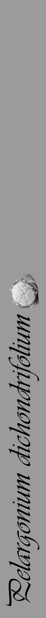 Étiquette de : Pelargonium dichondrifolium - format a - style noire52viv avec comestibilité simplifiée - position verticale