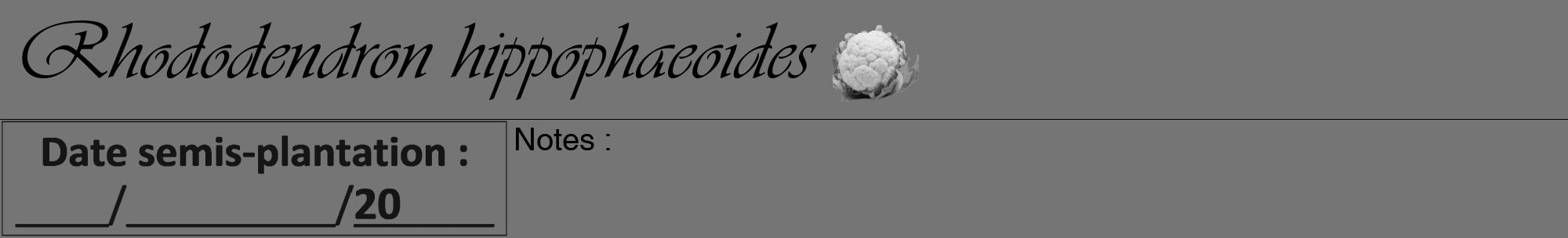 Étiquette de : Rhododendron hippophaeoides - format a - style noire5viv avec comestibilité simplifiée