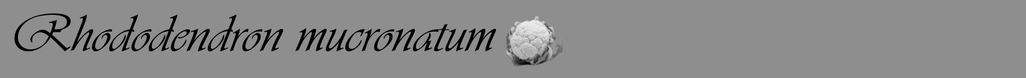 Étiquette de : Rhododendron mucronatum - format a - style noire25viv avec comestibilité simplifiée