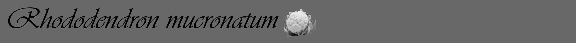 Étiquette de : Rhododendron mucronatum - format a - style noire6viv avec comestibilité simplifiée