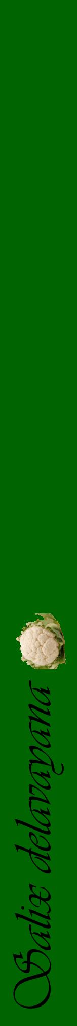 Étiquette de : Salix delavayana - format a - style noire8viv avec comestibilité simplifiée