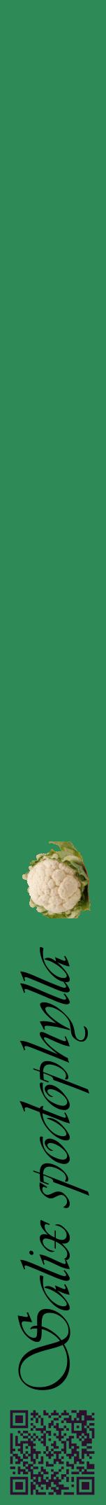 Étiquette de : Salix spodophylla - format a - style noire11viv avec qrcode et comestibilité simplifiée