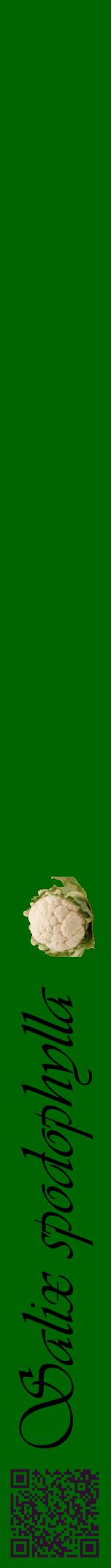 Étiquette de : Salix spodophylla - format a - style noire8viv avec qrcode et comestibilité simplifiée