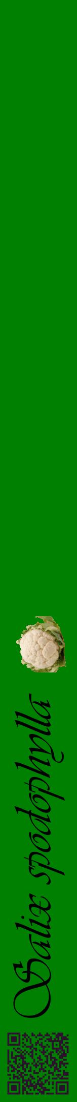 Étiquette de : Salix spodophylla - format a - style noire9viv avec qrcode et comestibilité simplifiée