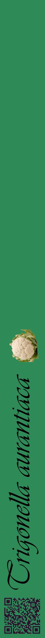 Étiquette de : Trigonella aurantiaca - format a - style noire11viv avec qrcode et comestibilité simplifiée
