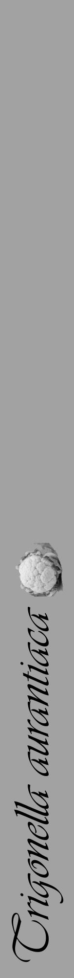 Étiquette de : Trigonella aurantiaca - format a - style noire38viv avec comestibilité simplifiée - position verticale